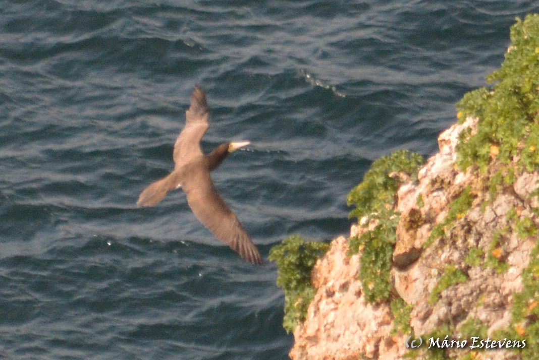 Brown Booby - ML51010791