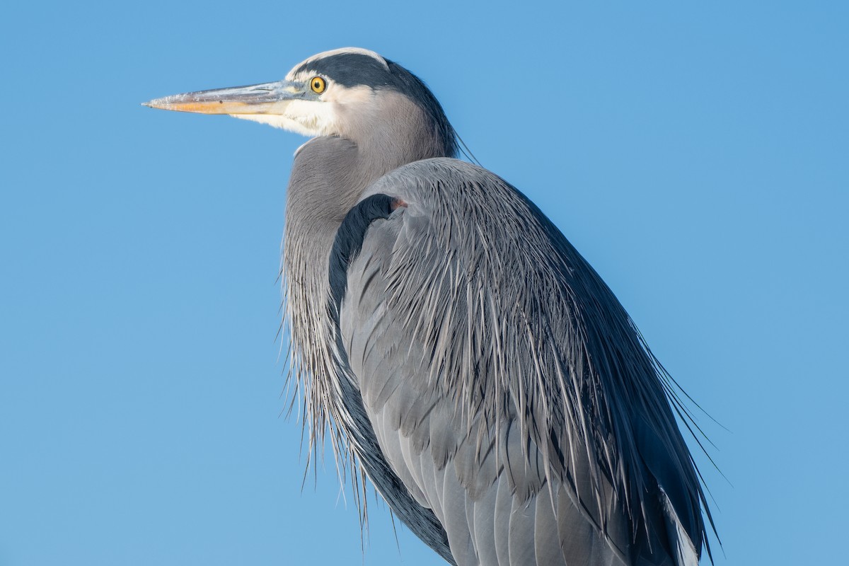 Great Blue Heron at Boundary Bay - 64th-72nd Sts., Delta by Chris McDonald