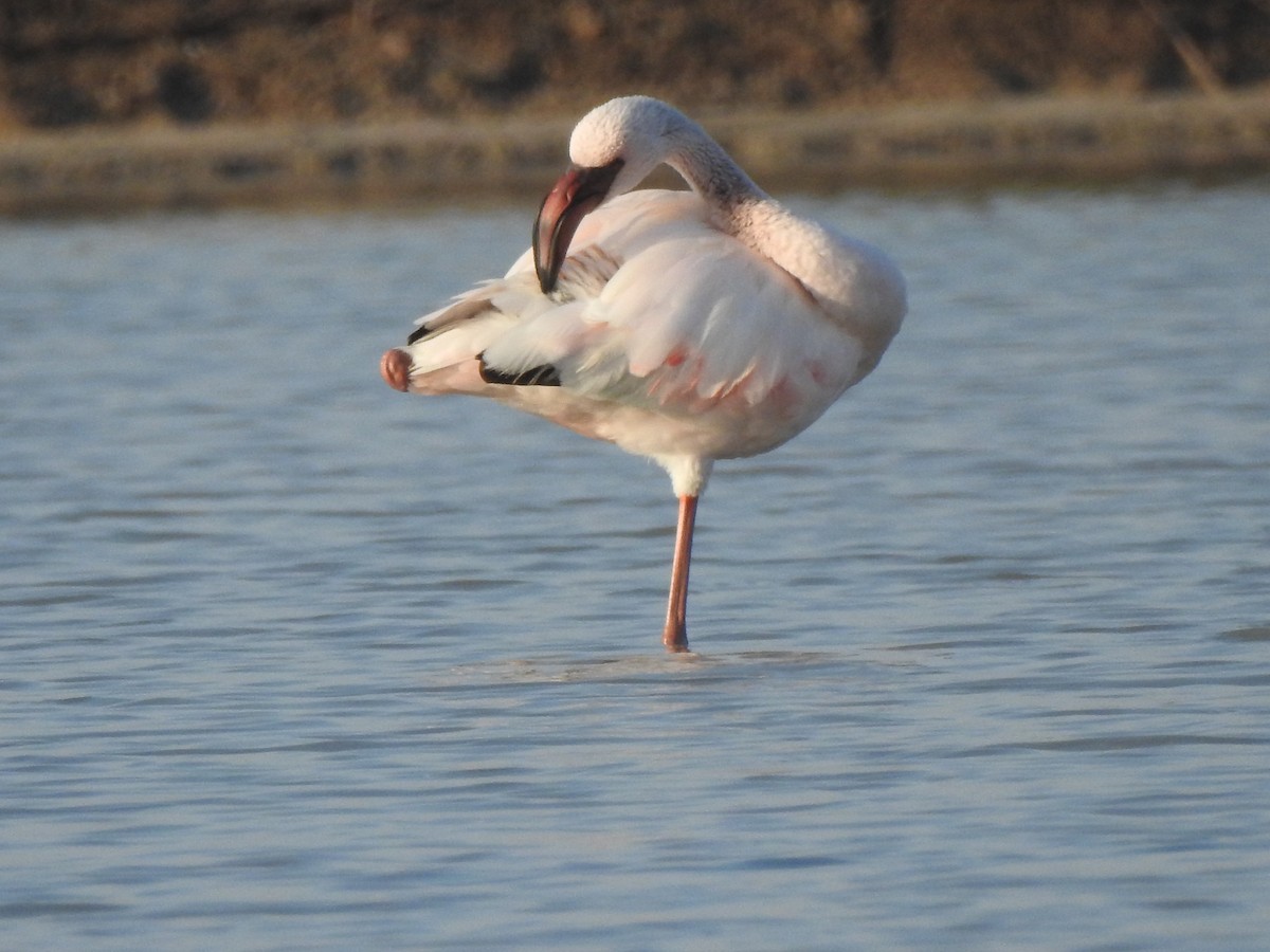 Lesser Flamingo - ML51010961