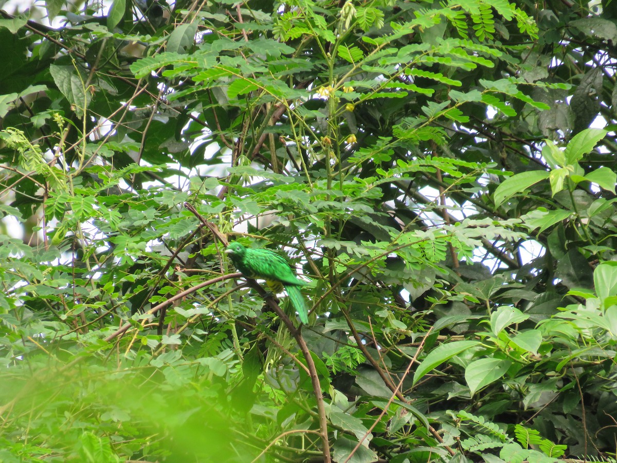 African Emerald Cuckoo - Becky Laboy