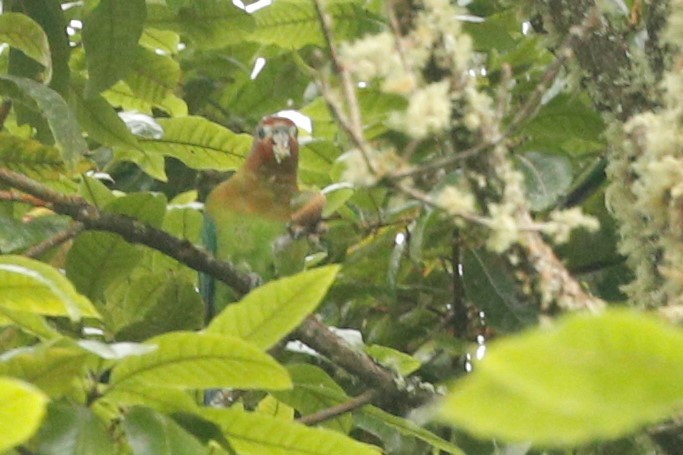 Rusty-faced Parrot - ML510110871