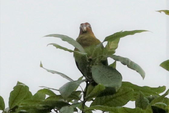 Rusty-faced Parrot - ML510110881