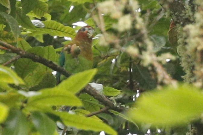 Rusty-faced Parrot - ML510110891