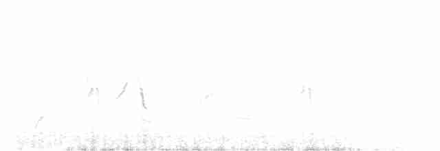 Afrika Çıplak Gözlü Ardıcı - ML51011181