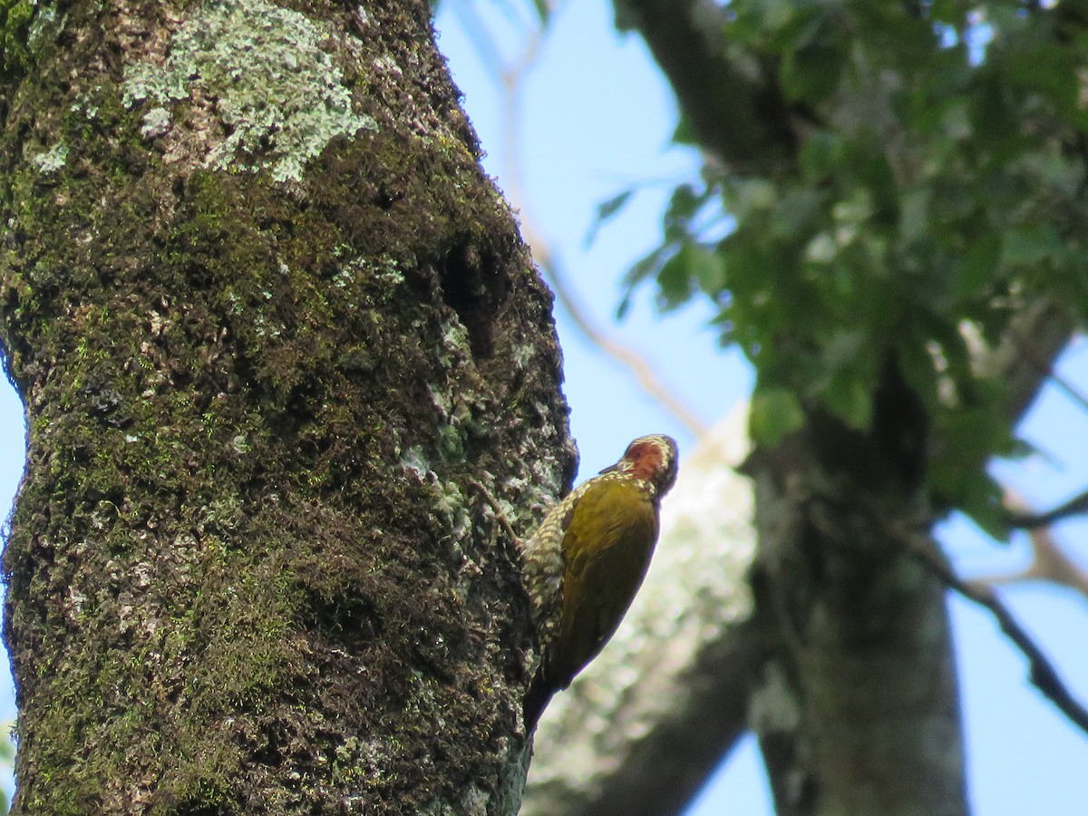 Brown-eared Woodpecker - ML510112171