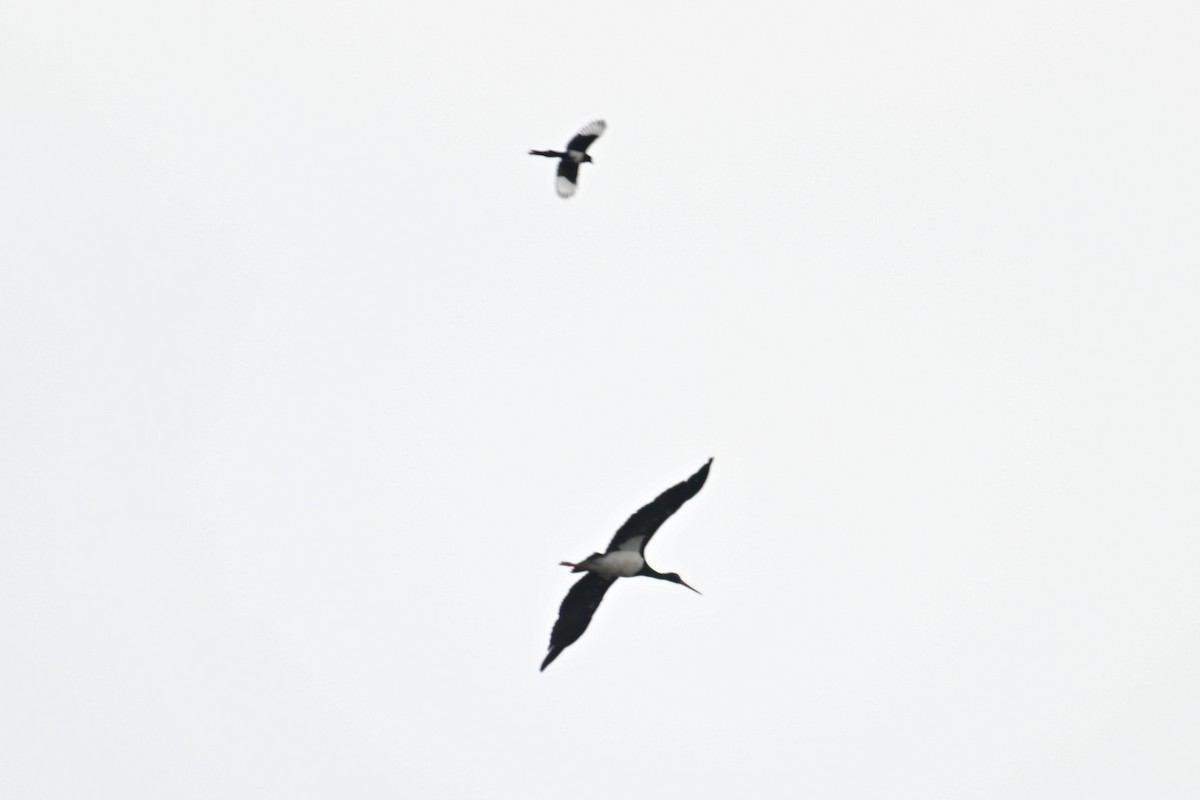 Black Stork - ML510113841