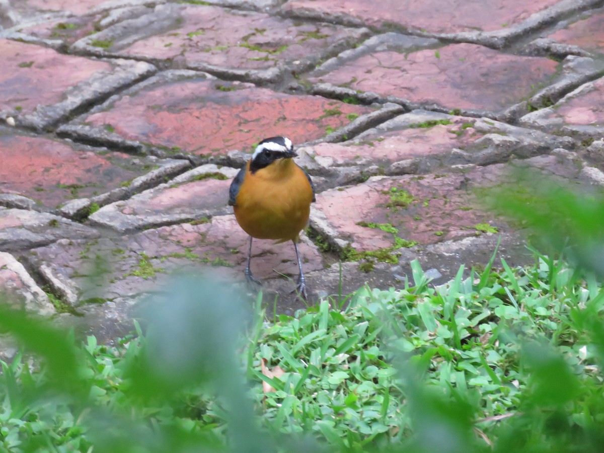 White-browed Robin-Chat - ML510116101