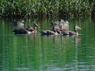 Black-bellied Whistling-Duck, ML510117171