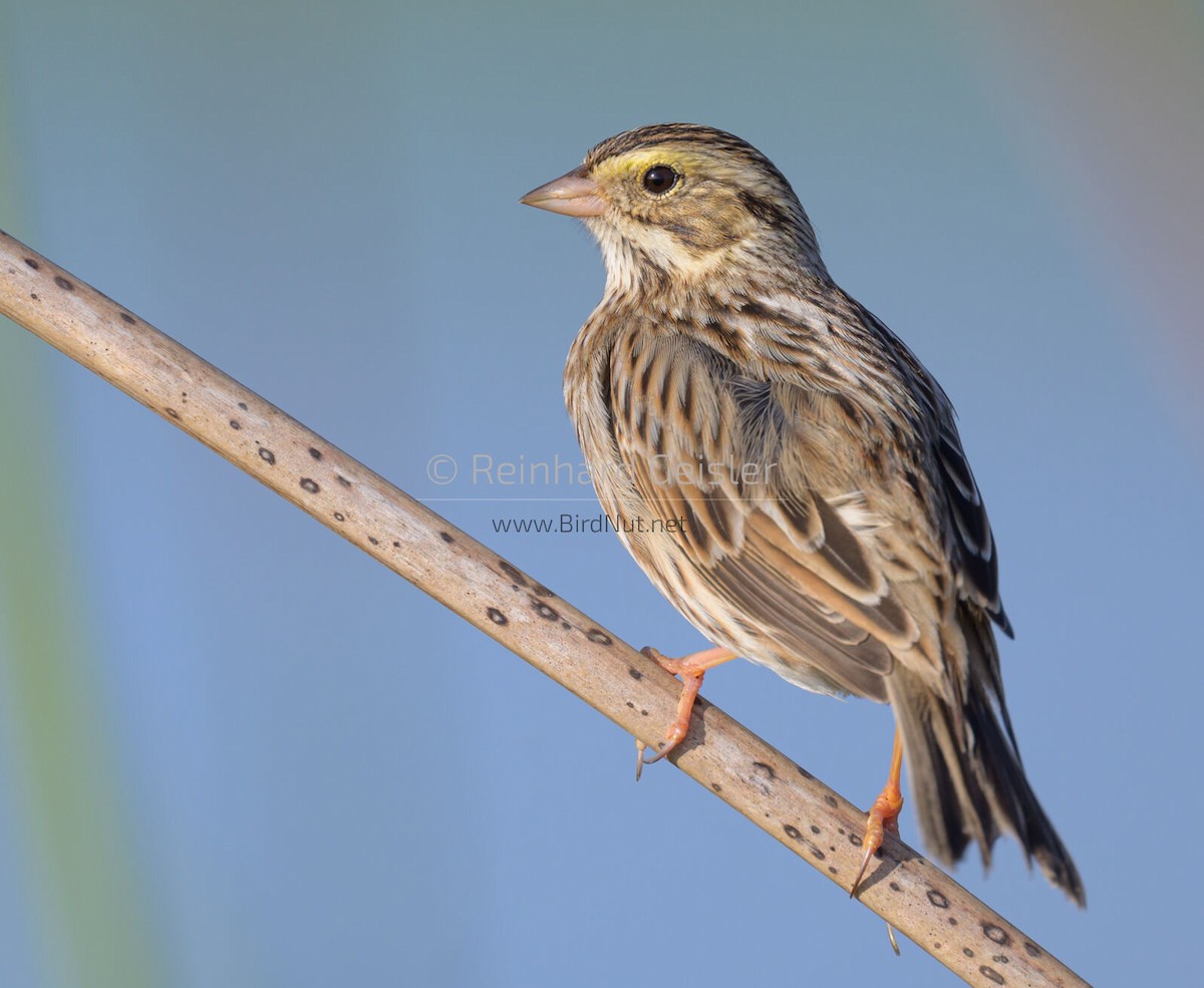 Savannah Sparrow - ML510119271