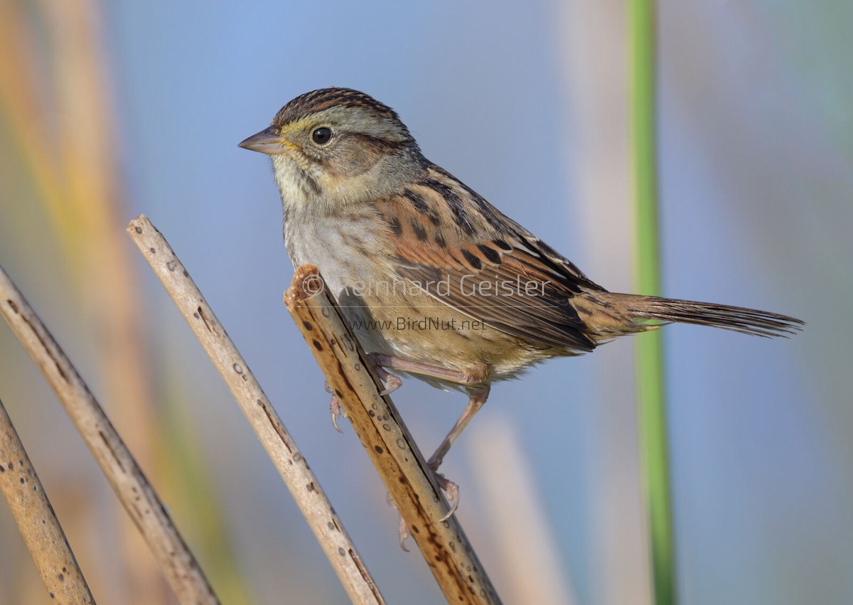 Swamp Sparrow - ML510119311