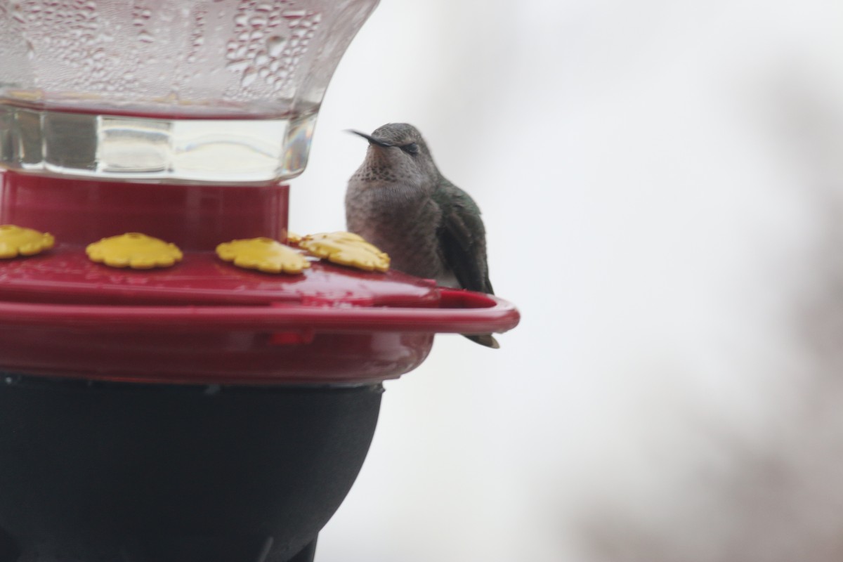 Anna's Hummingbird - Steven Kahl