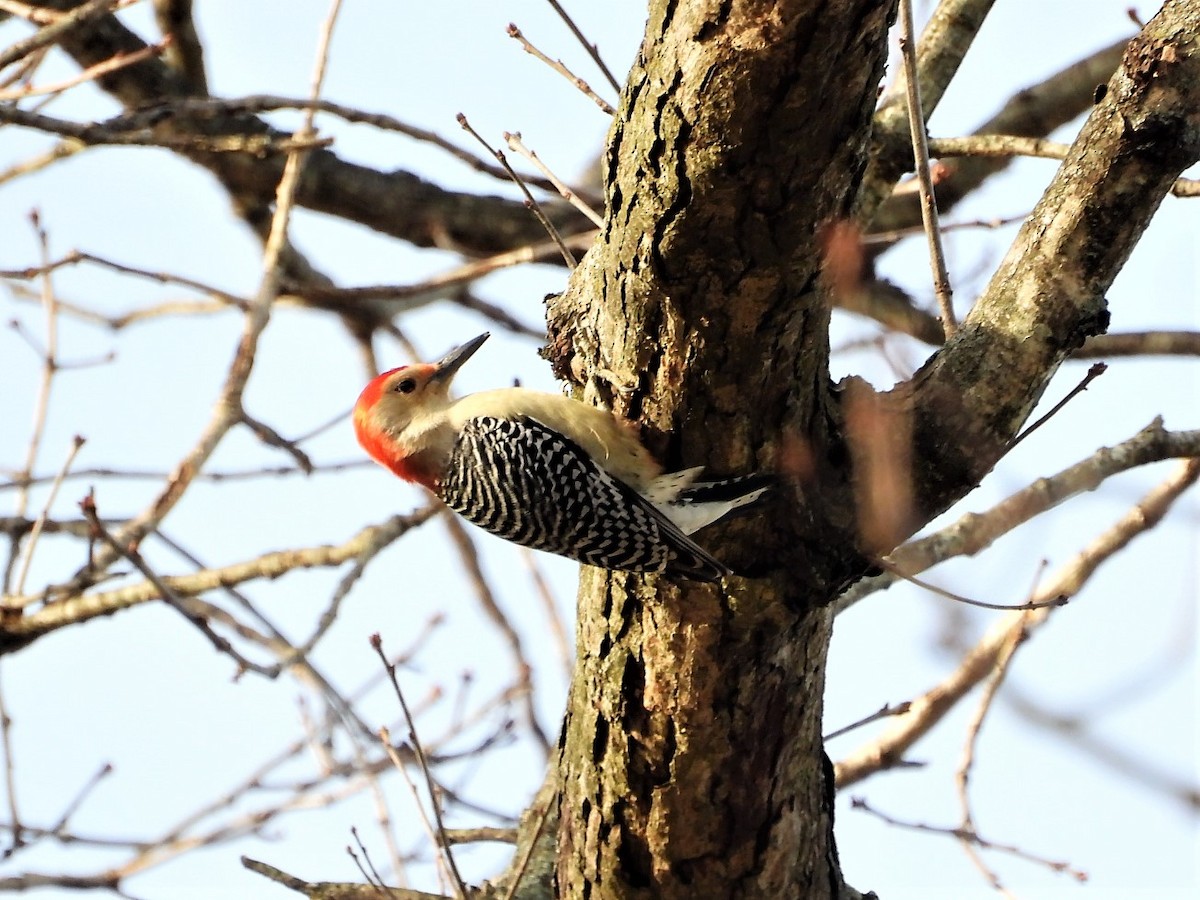 Red-bellied Woodpecker - ML510126711