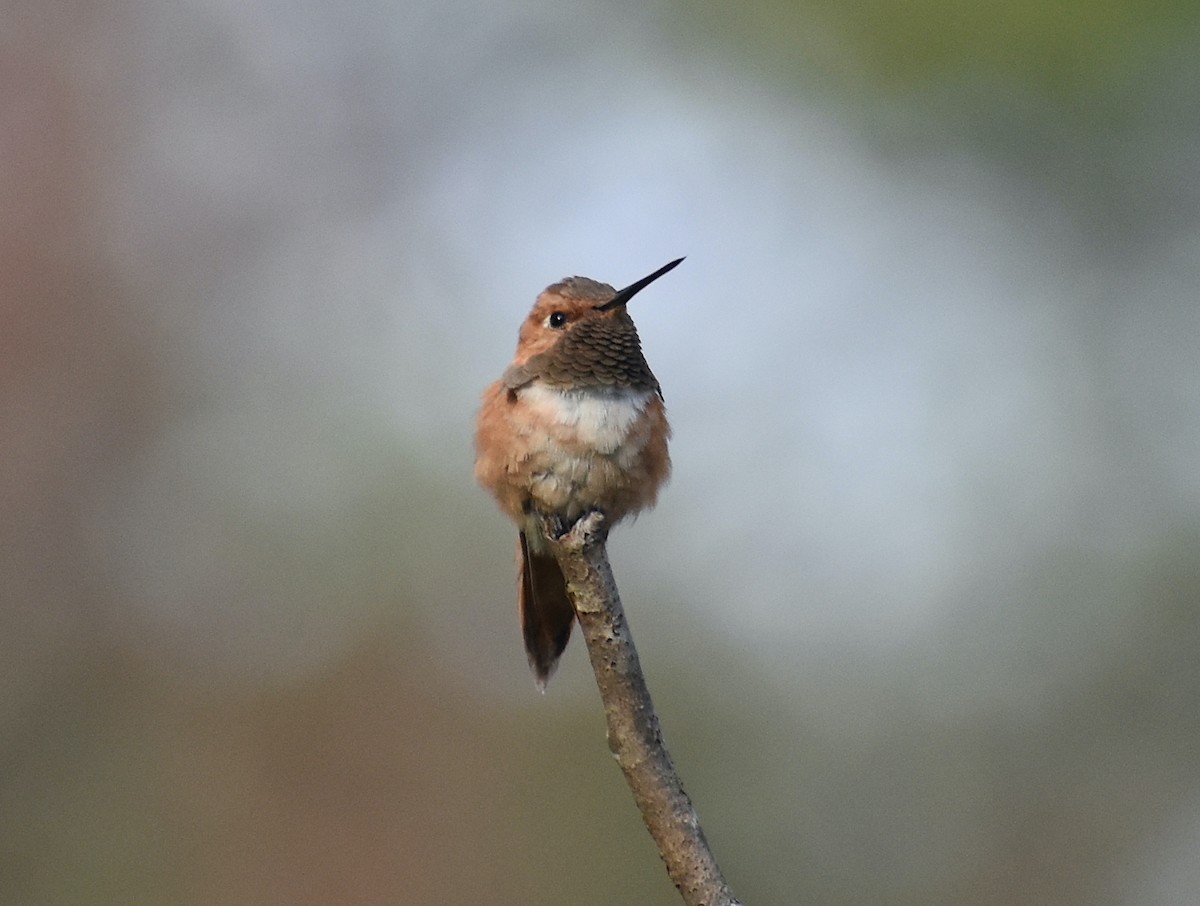 Rufous Hummingbird - ML510130981
