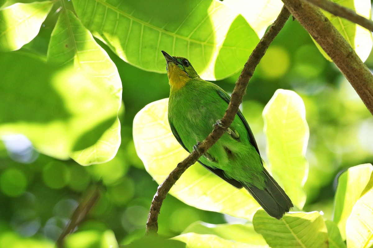 Yellow-throated Leafbird - Charley Hesse TROPICAL BIRDING