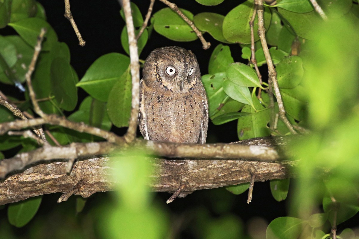 Mantanani Scops-Owl - Charley Hesse TROPICAL BIRDING