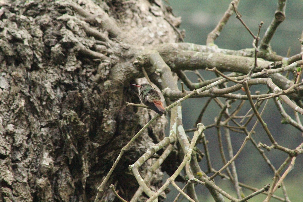Rufous-tailed Hummingbird - ML510148511