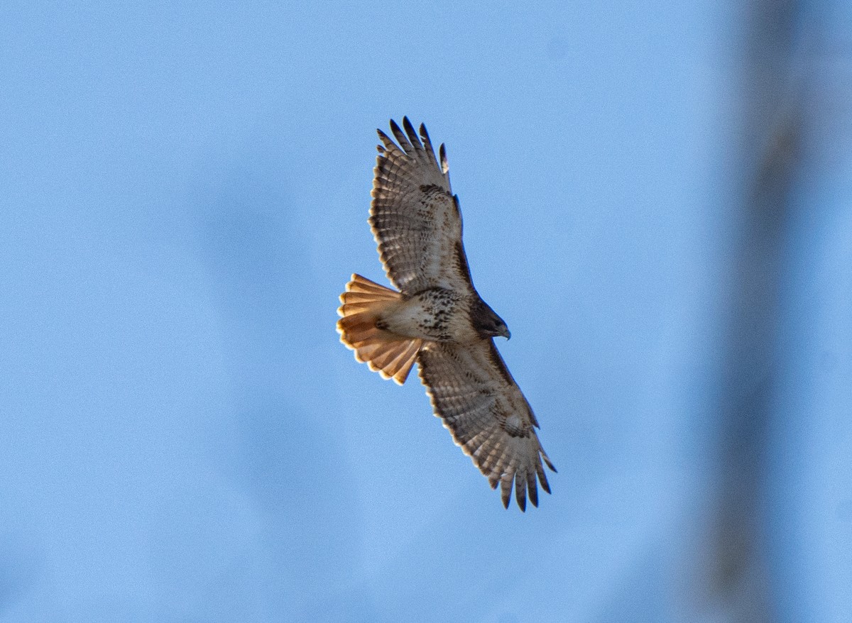 Red-tailed Hawk - ML510151531