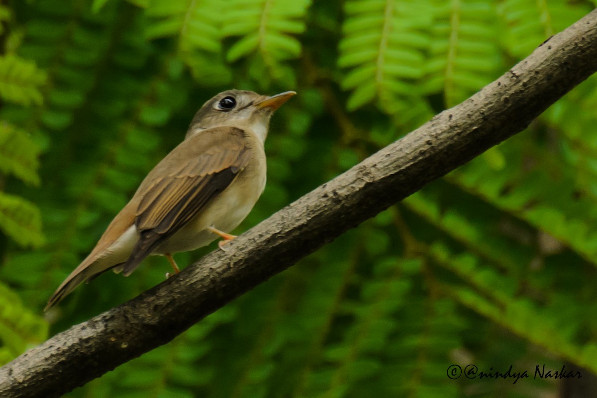 Brown-breasted Flycatcher - ML51015161