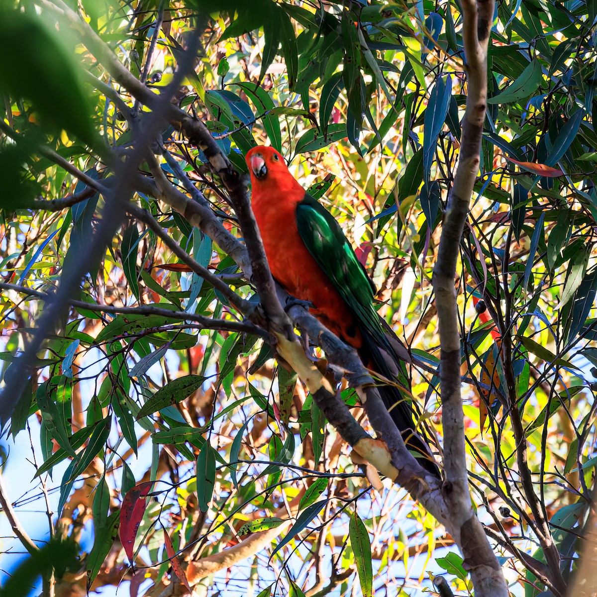 Australian King-Parrot - ML510154611