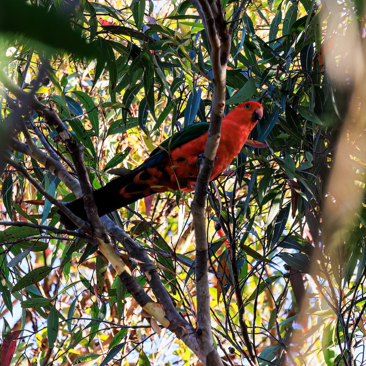 Australian King-Parrot - ML510154621