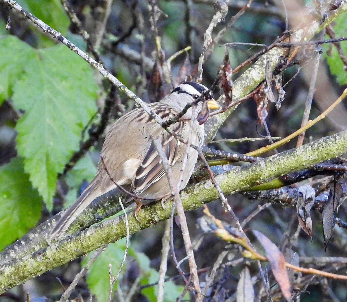 White-crowned Sparrow - ML510161551