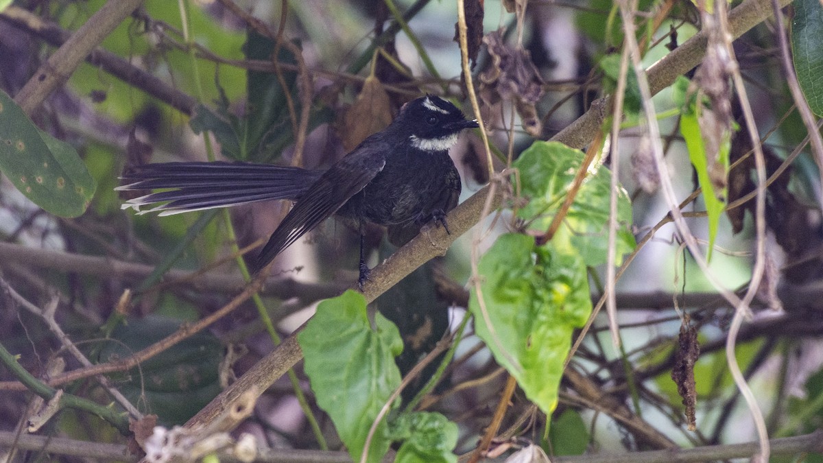 White-throated Fantail - ML510161681