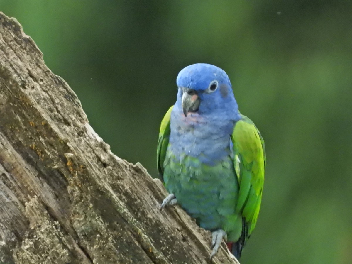 Blue-headed Parrot - ML510167791