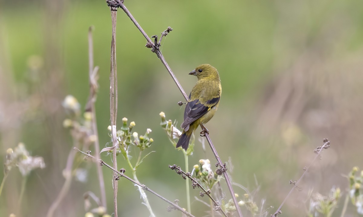 Olivaceous Siskin - ML510168371