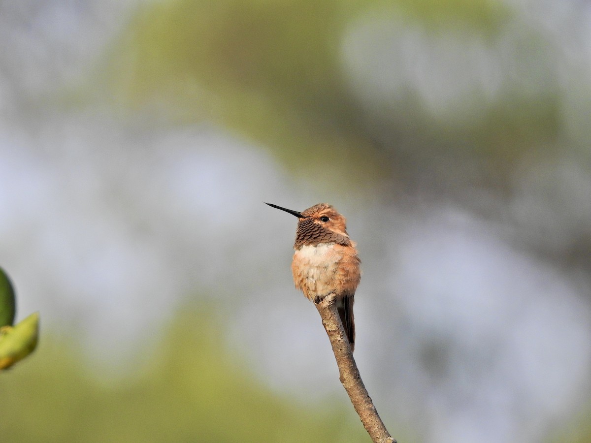 Rufous Hummingbird - ML510169671