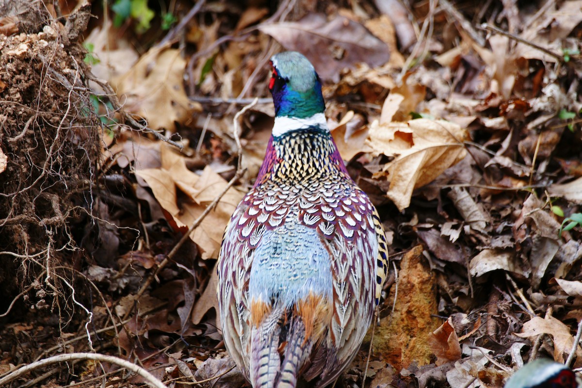 Ring-necked Pheasant - B E