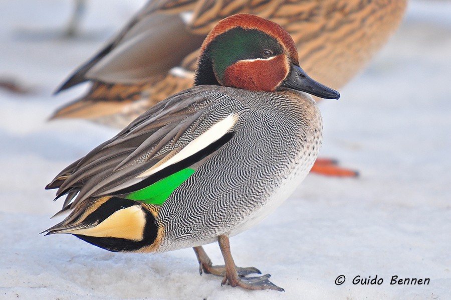 Green-winged Teal - Guido Bennen