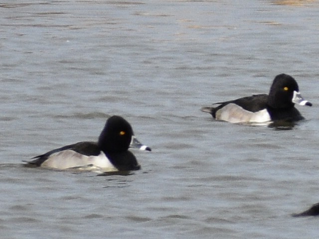 Ring-necked Duck - Don Pearson