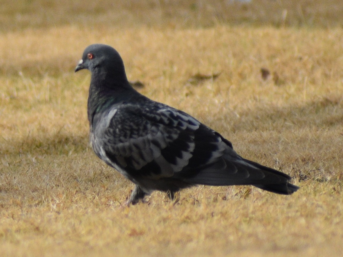 Rock Pigeon (Feral Pigeon) - ML510175601