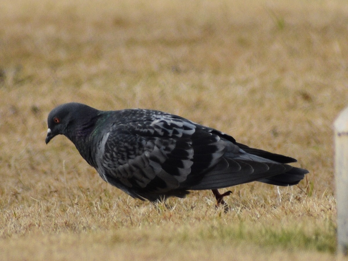 Rock Pigeon (Feral Pigeon) - ML510175611