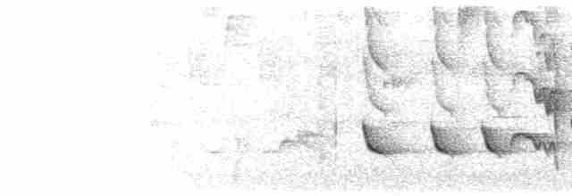 Белокрылый бекард - ML510178571