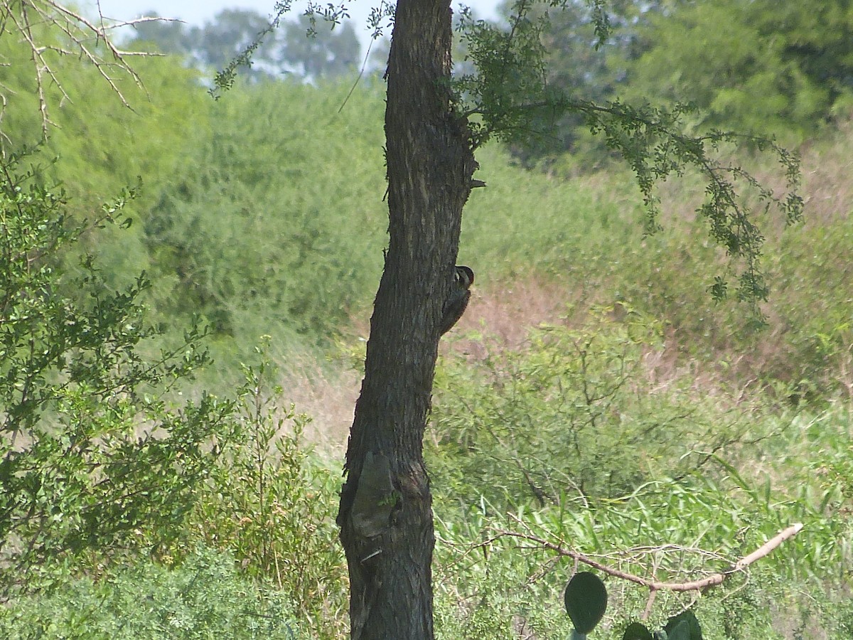 Green-barred Woodpecker - ML510183421