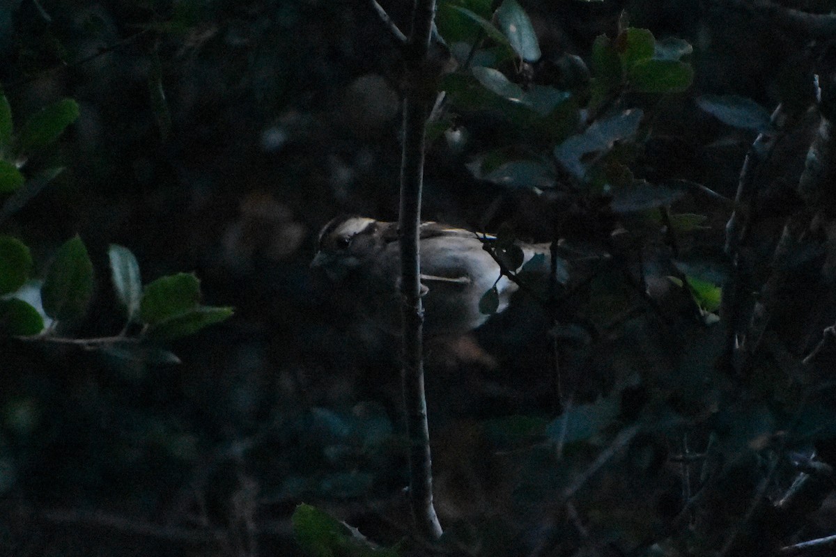 White-throated Sparrow - Ali Nygaard