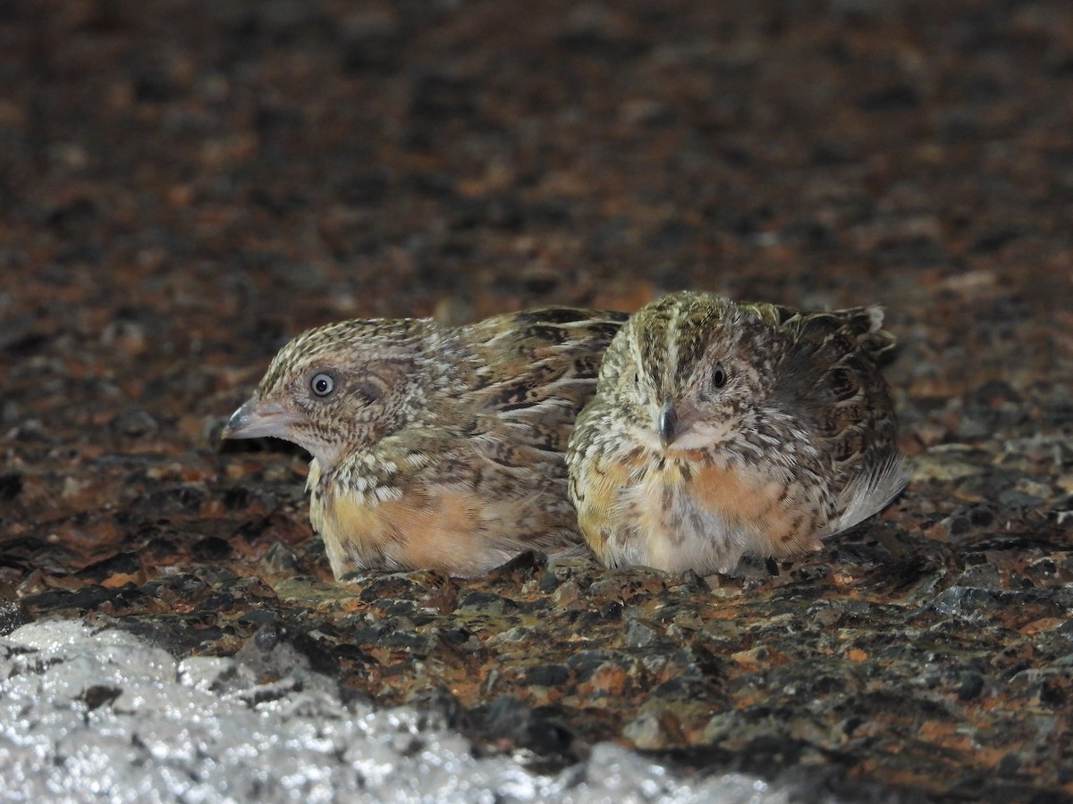 Red-chested Buttonquail - ML510184921