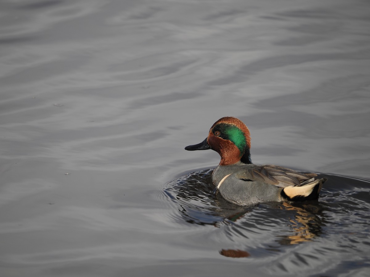 Green-winged Teal - ML510185001