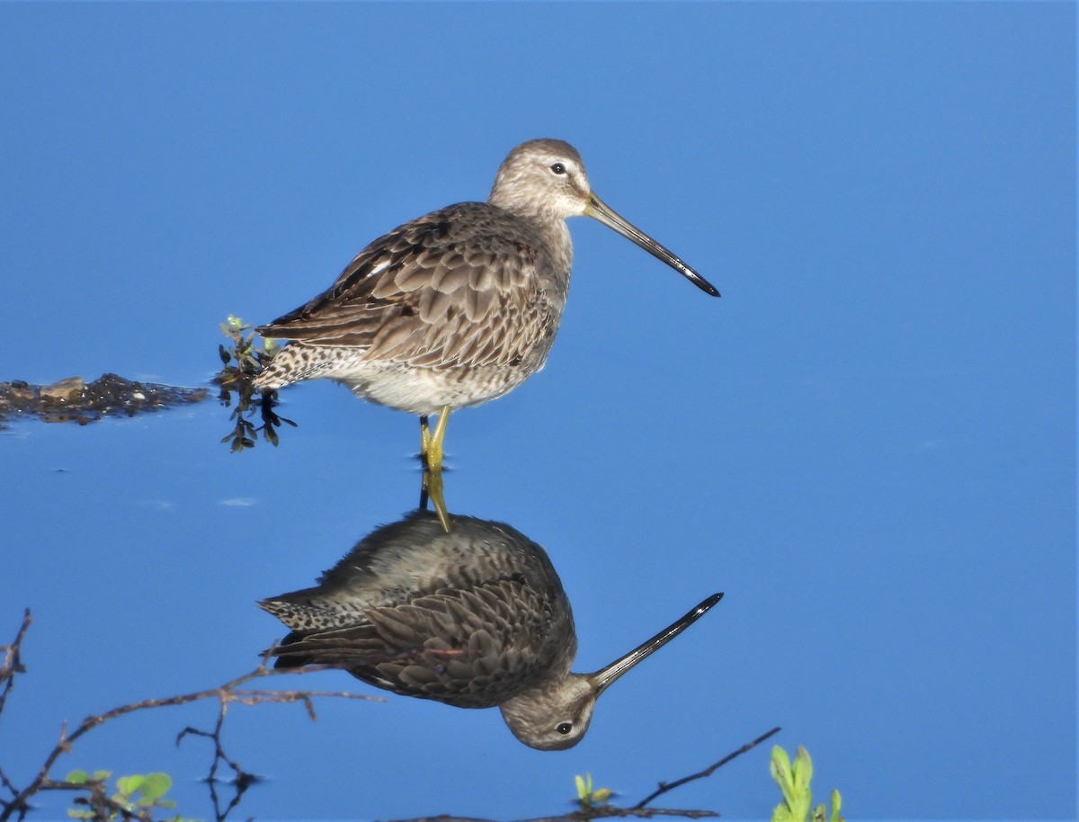 Long-billed Dowitcher - ML510185371