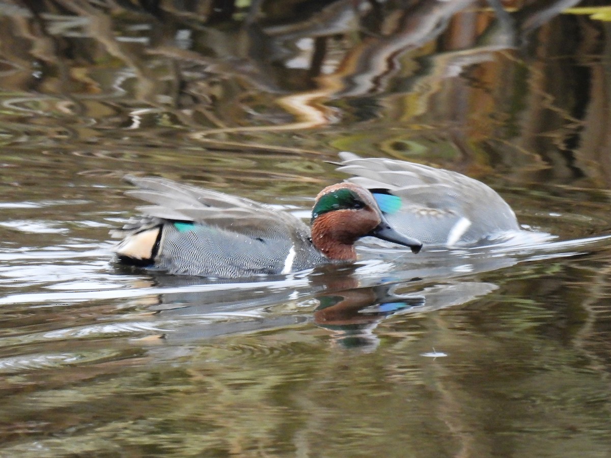 Green-winged Teal - ML510185781