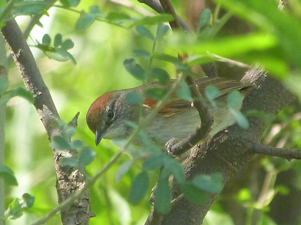Pale-breasted Spinetail - ML510185931