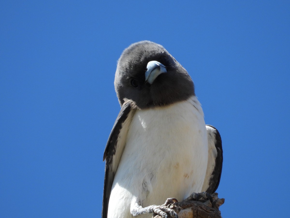 White-breasted Woodswallow - ML510188061