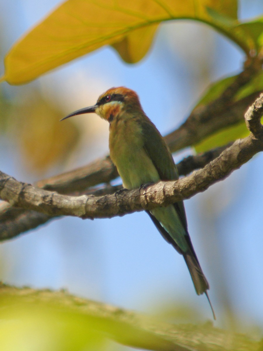 Rainbow Bee-eater - Mark D. Read