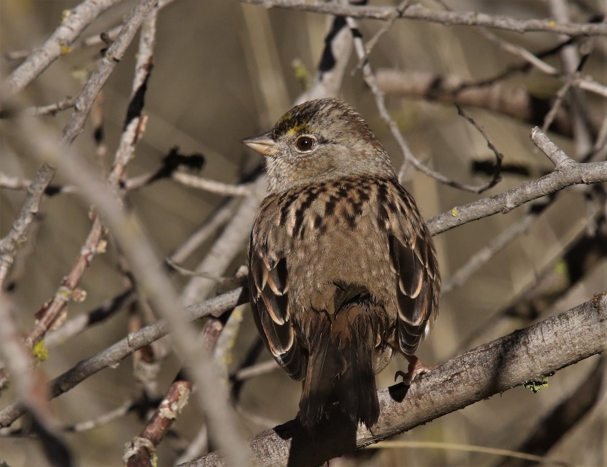 Golden-crowned Sparrow - ML510189041