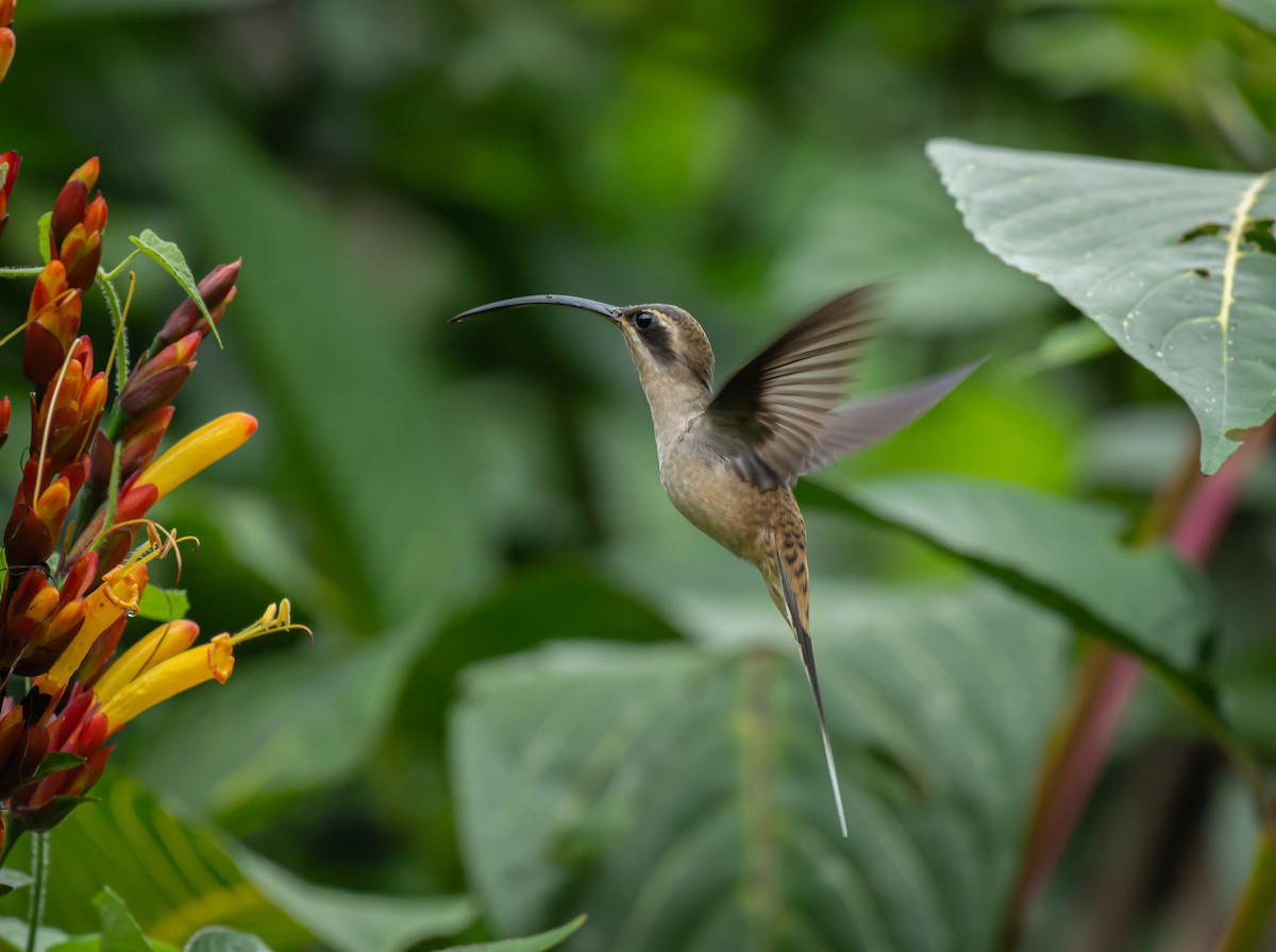 kolibřík tmavolící - ML510194011