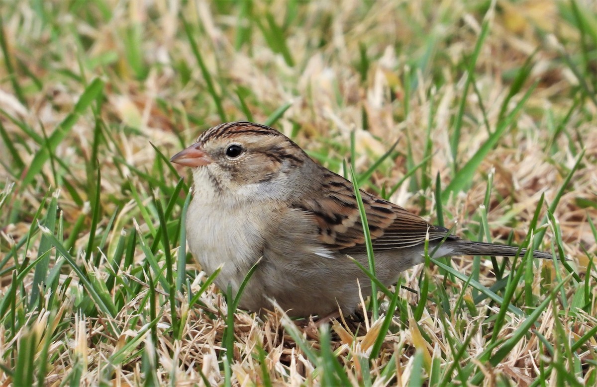 Chipping Sparrow - ML510194371