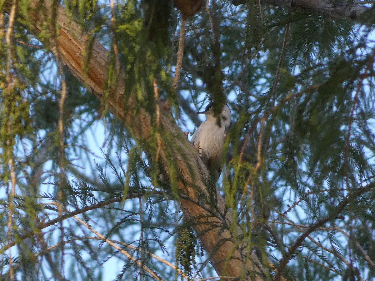 White-breasted Nuthatch - David Rankin