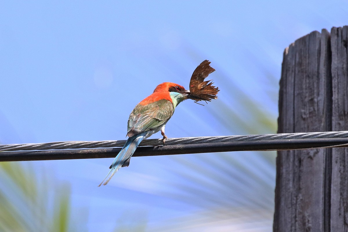 Rufous-crowned Bee-eater - ML51019531