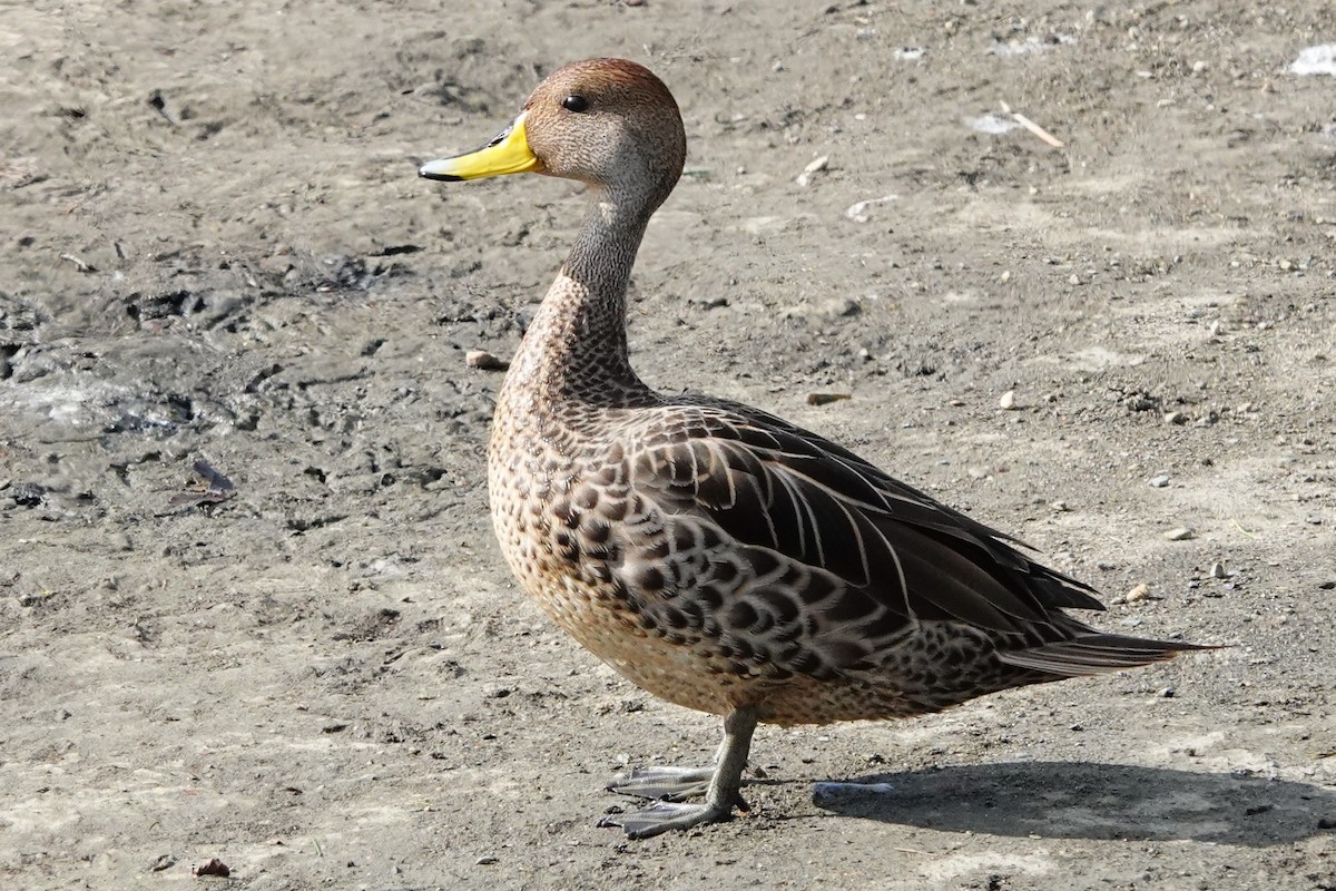 Yellow-billed Pintail - Whitney Mortimer